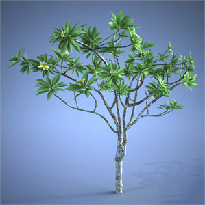 Plumeria_plant